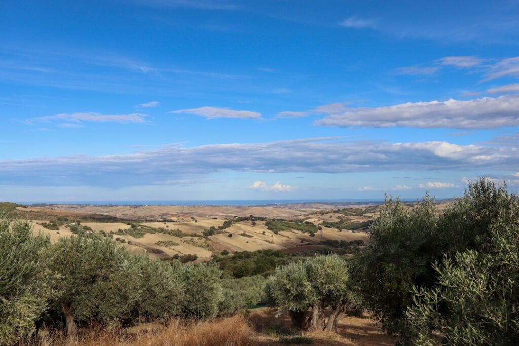 Olive grove overlooking golden rolling hills and distant sea in Tuscany.
