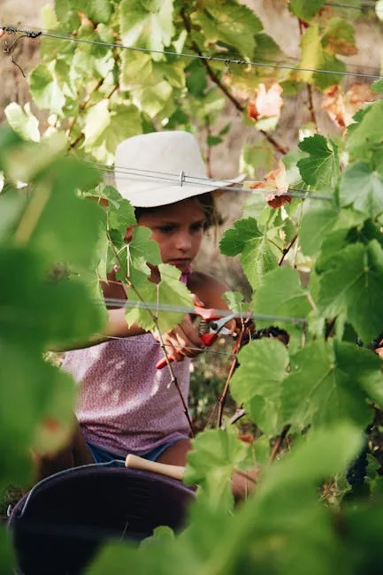 Bambina con cappello pota grappoli in una vigna toscana soleggiata
