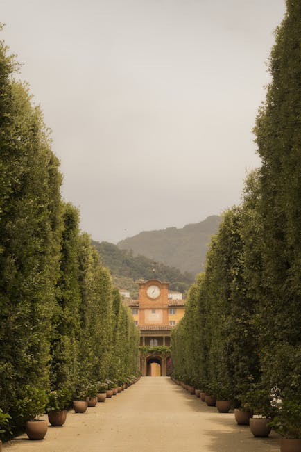 Long tree-lined avenue leading to a Tuscan villa with clock tower