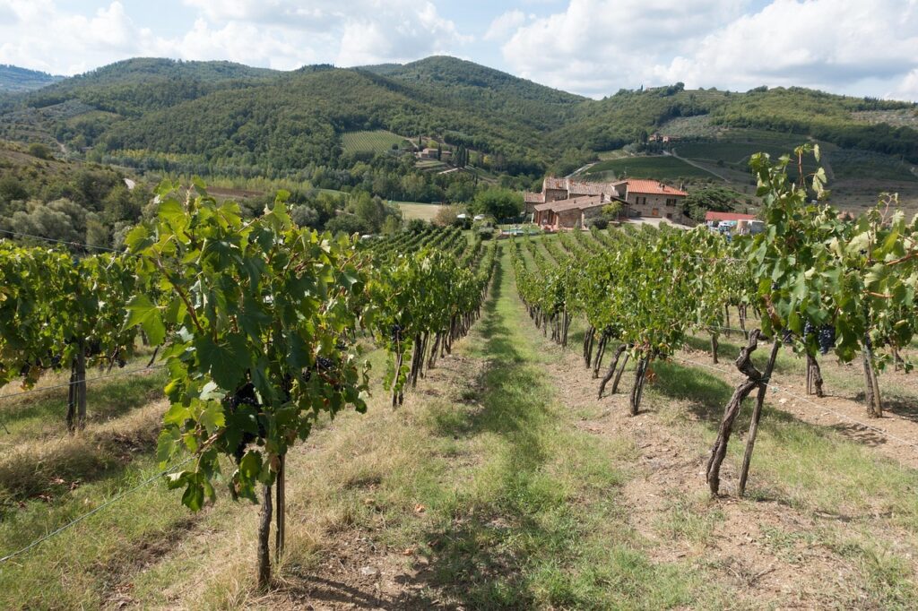 Filari di viti verso un casale tra le colline toscane