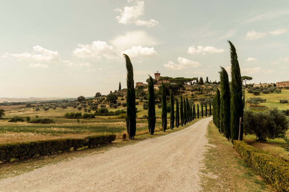 Cypress-lined gravel driveway leading to a hilltop farmhouse in Tuscany