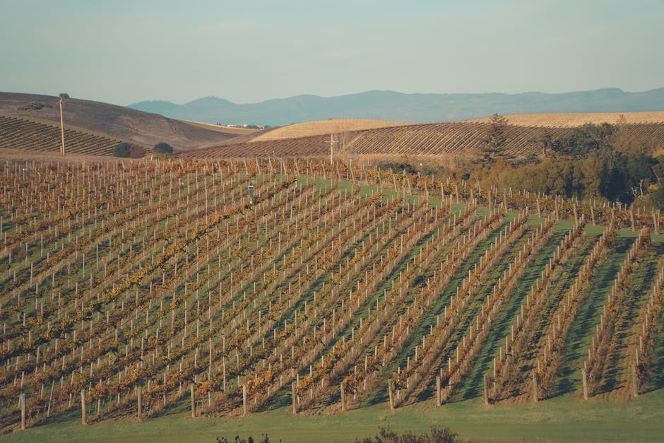 Colline coltivate a vigneto con filari regolari nelle campagne toscane
