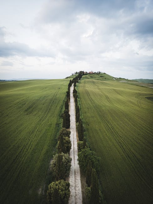 Aerial view of long cypress avenue cutting through green Tuscan fields