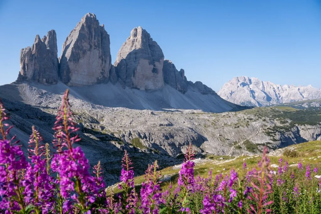 Les Trois Cimes des Dolomites derrière fleurs violettes en premier plan.