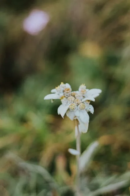 Petite fleur d'édelweiss des Dolomites en gros plan sur fond flou