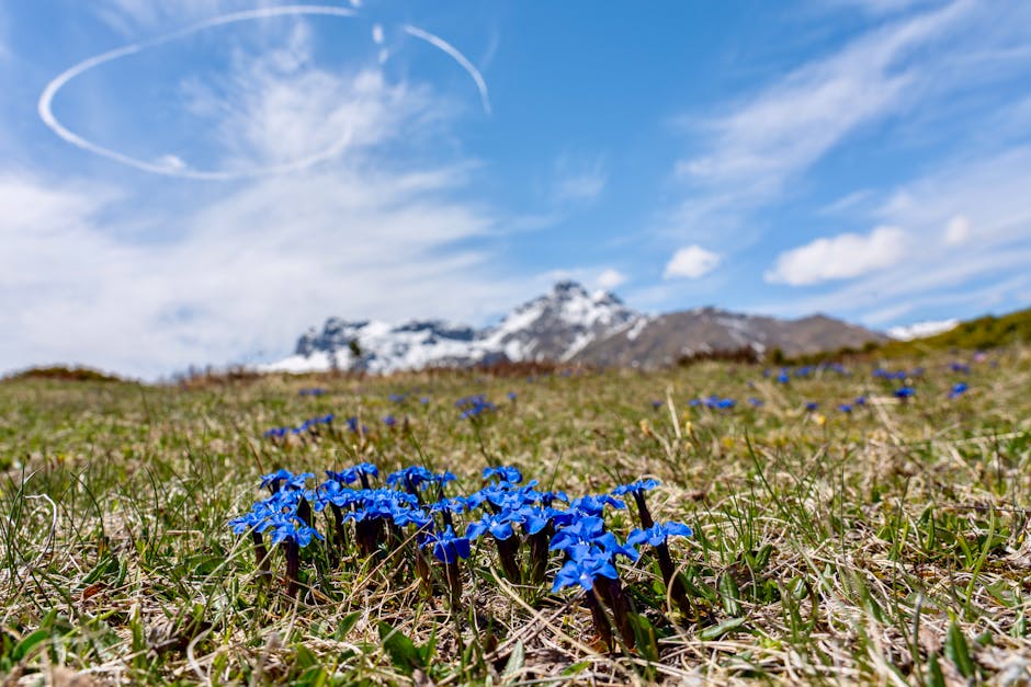 Tapis de gentianes bleues en contrebas d'un sommet des Dolomites