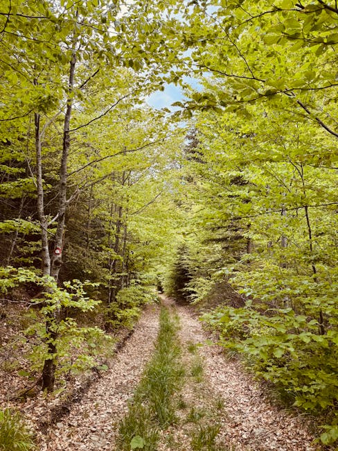 Sentiero nella foresta di Paneveggio