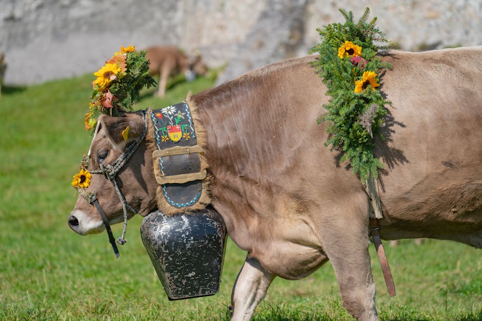 Alpine dairy and mountain pasture scene