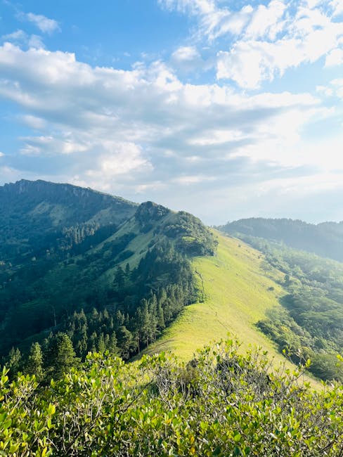 Sunlit grassy ridge and forested slopes in the Dolomites