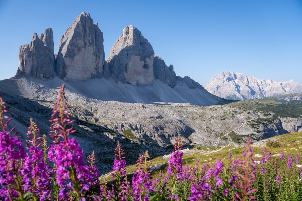 Purple wildflowers framing the Tre Cime peaks in the Dolomites