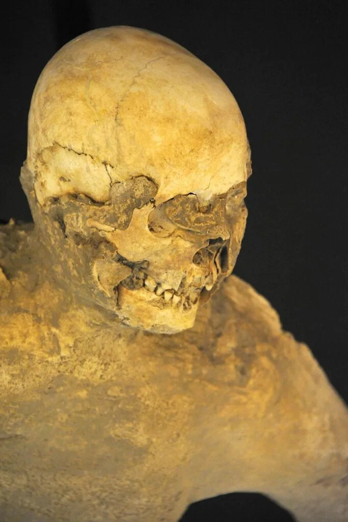 Crâne humain fossilisé exposé, vestige des victimes de Pompéi.