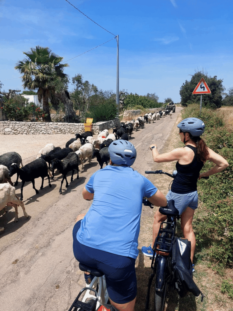 E-bike ride and frantoio visit