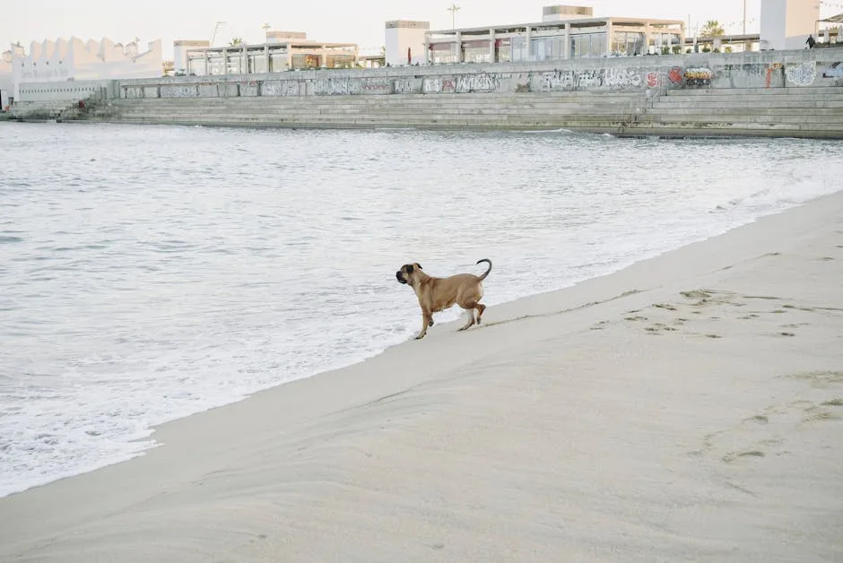Urban beach promenade near Lecce with dogs walking