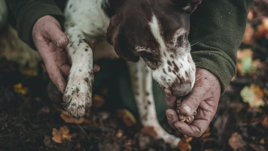 Chien truffier reniflant une truffe tenue par un cueilleur