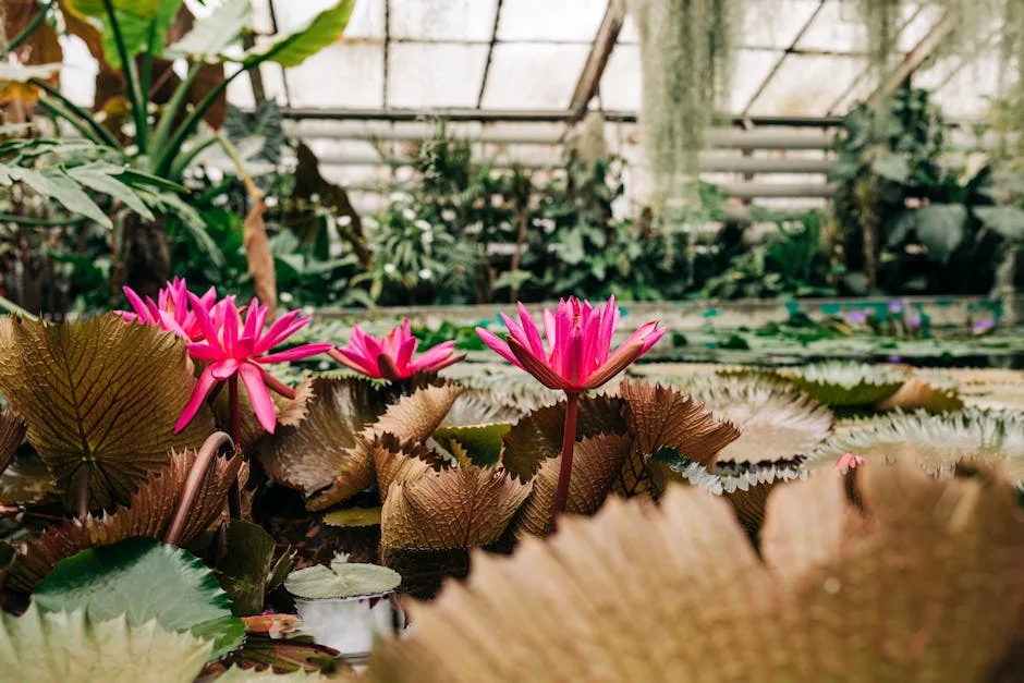 Nénuphars roses dans une serre du jardin botanique de Turin