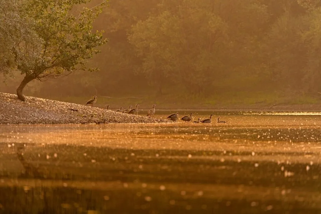 Oies alignées sur la berge au coucher doré, reflets sur l'eau