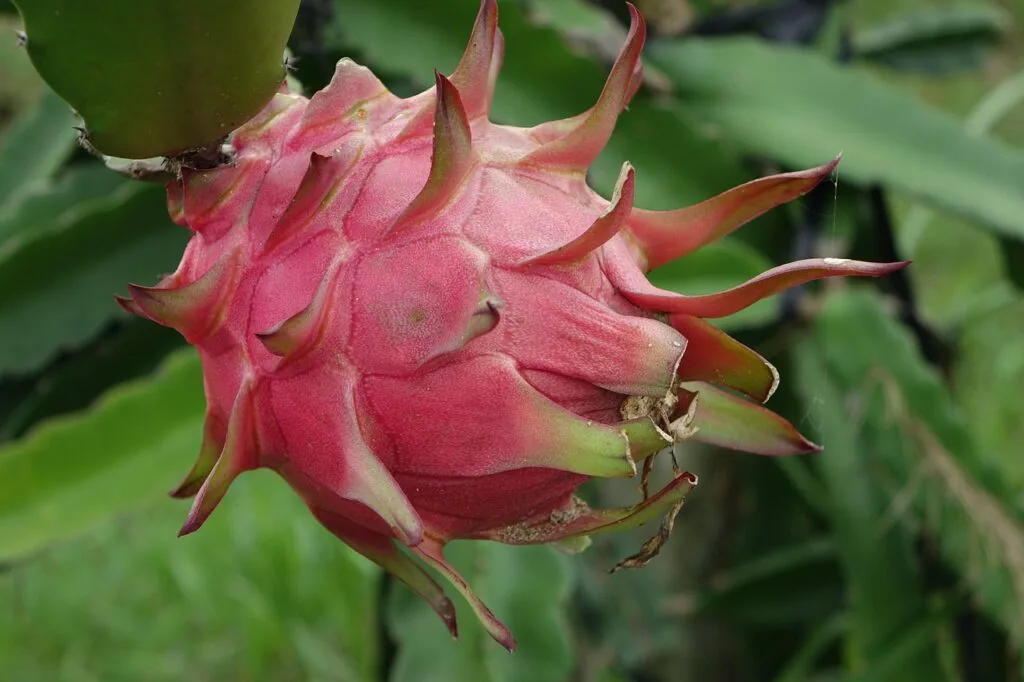 Fruit du dragon rose fixé à une branche charnue de cactus