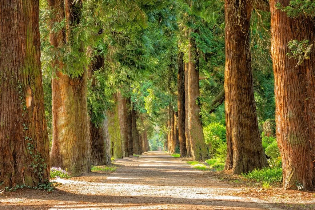 Allée bordée de grands arbres formant une perspective verdoyante à Turin.