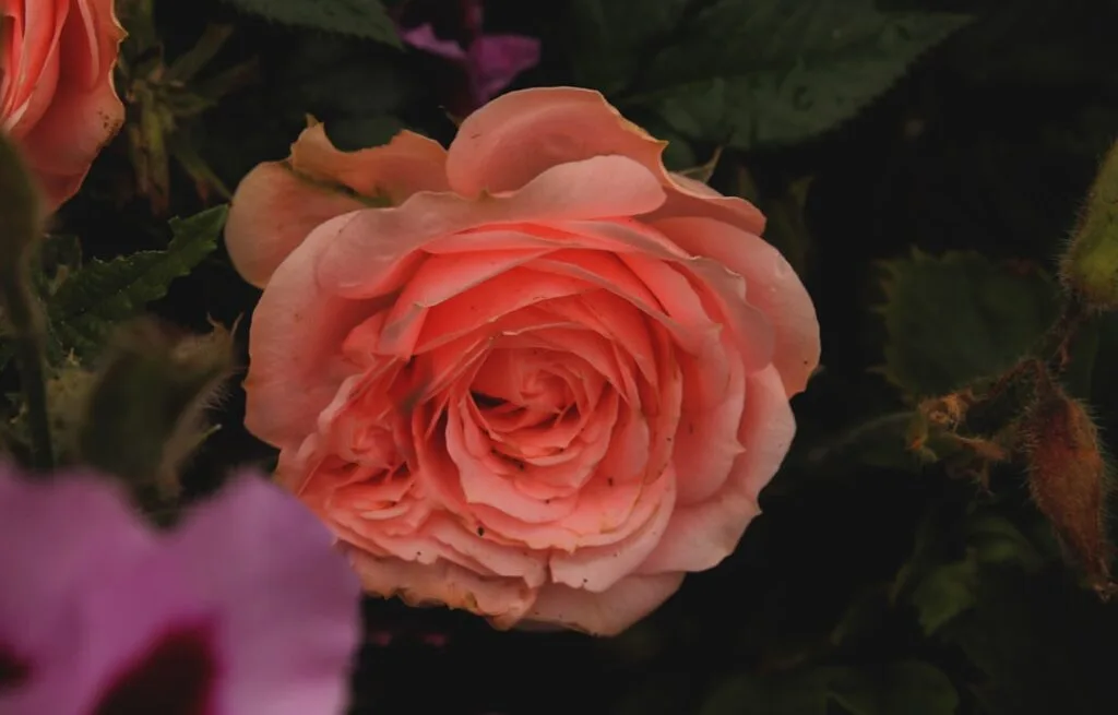 Rose saumonée en gros plan, parterre des jardins du Valentino