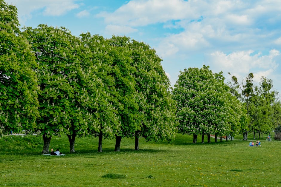 Allée d'arbres en fleurs sur la pelouse, pique-niqueurs à Turin