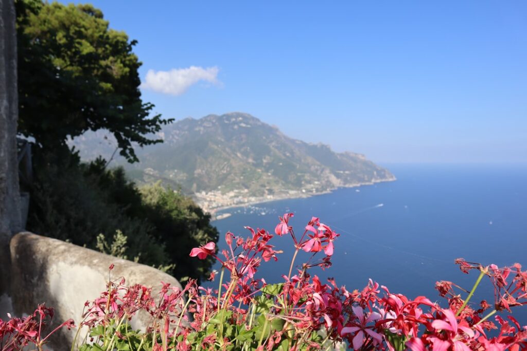 Pink balcony geraniums overlooking the bay and cliffs of the Amalfi Coast