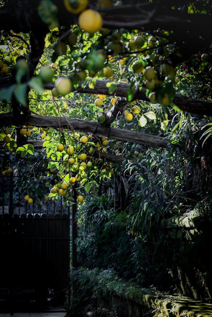 Sunlit lemon trees on wooden trellis in a terraced Amalfi Coast garden