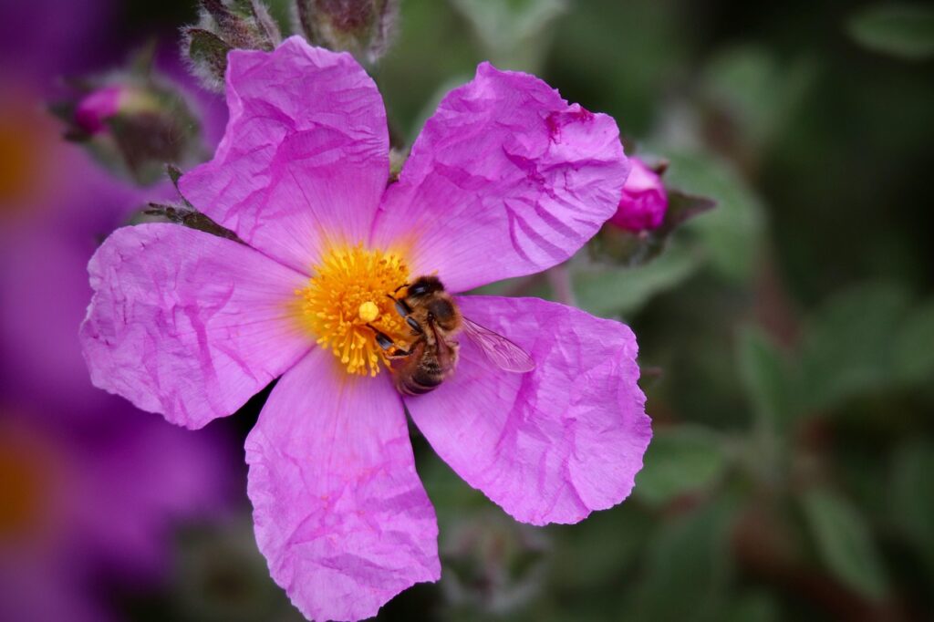 Nahaufnahme einer pinken Blüte mit Biene im Garten der Côte amalfitaine