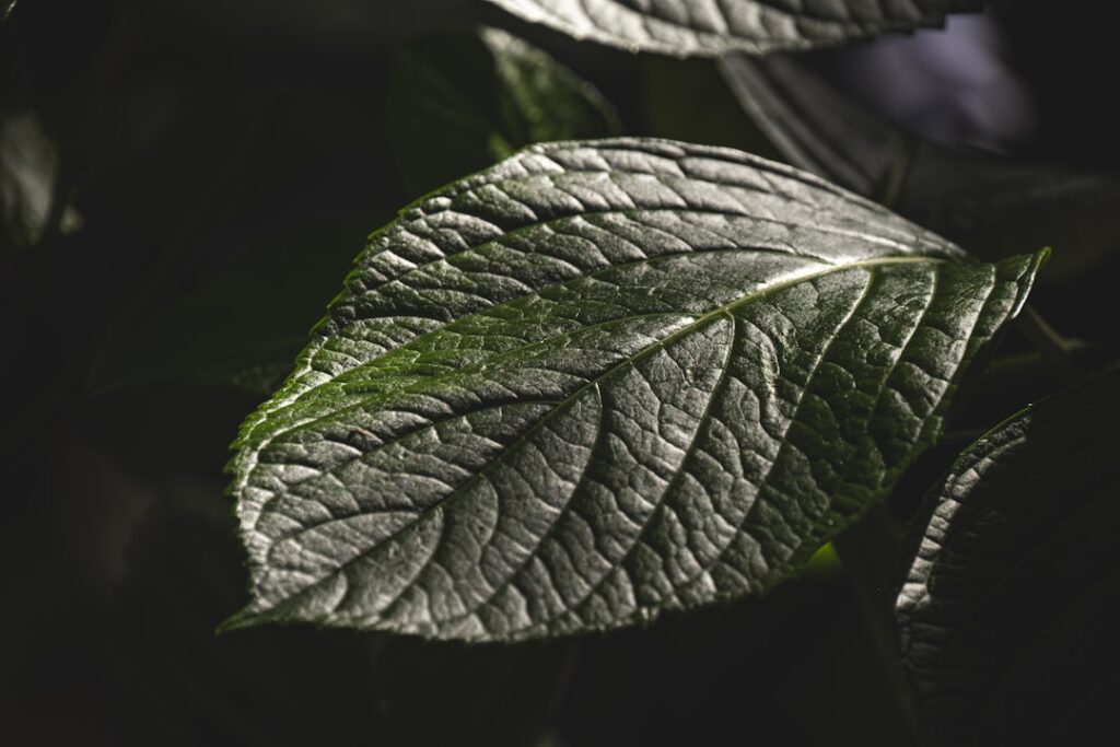 Close-up texture of a botanical garden leaf