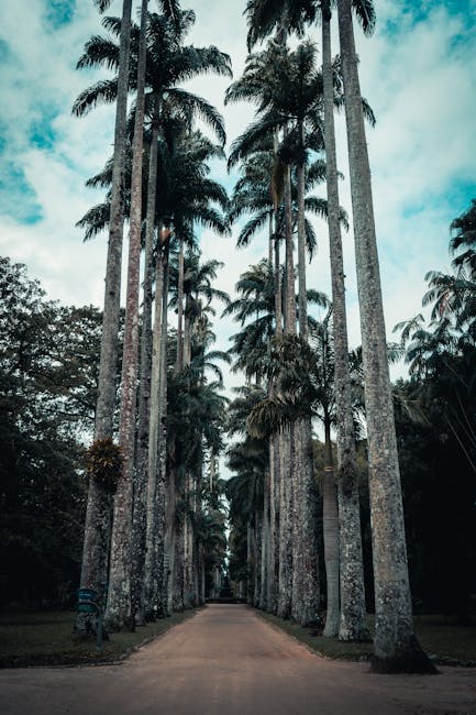 Palm-lined avenue in the Orto Botanico at morning light