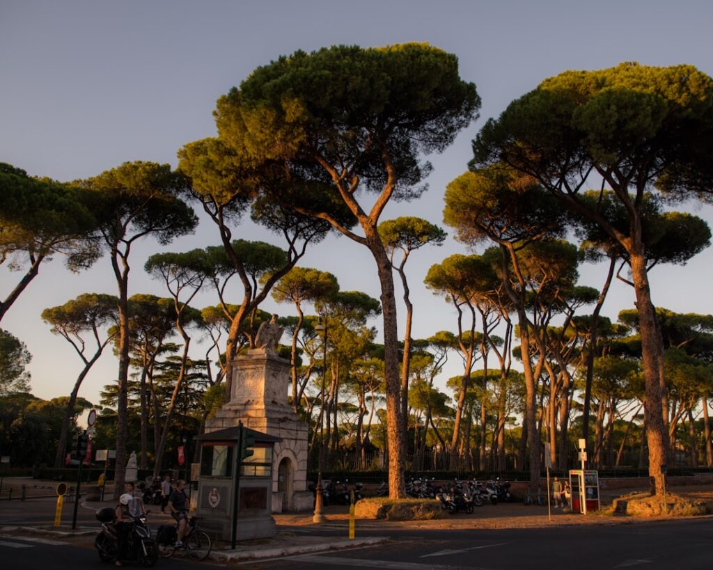 Pine avenue in Parco della Favorita at sunset