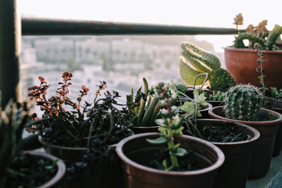 succulent collection Orto Botanico Palermo sunlight