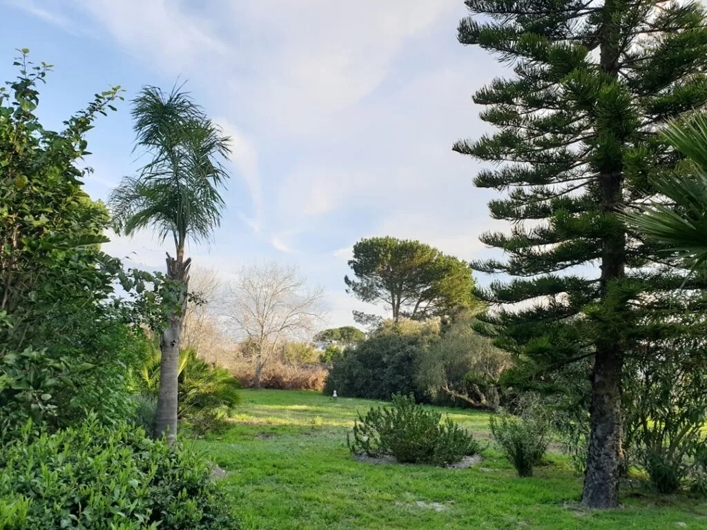 Clairière verte avec pins et palmiers, parc secret de Palerme