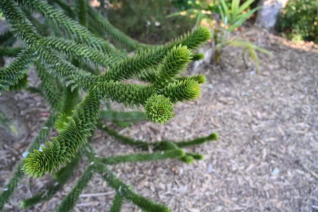 Branche verte en spirale d'un conifère au jardin de Palermo