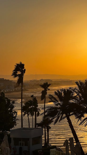 Coastal palm trees at sunset in Palermo