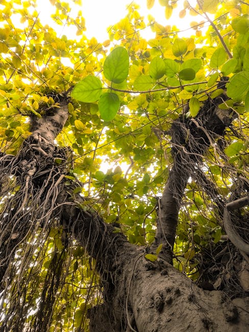 Canopy of the historic Ficus tree in Piazza Marina