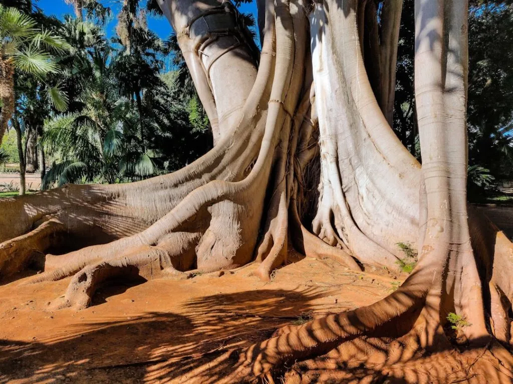 Massifs racines aériennes d'un figuier monumental dans un jardin de Palerme