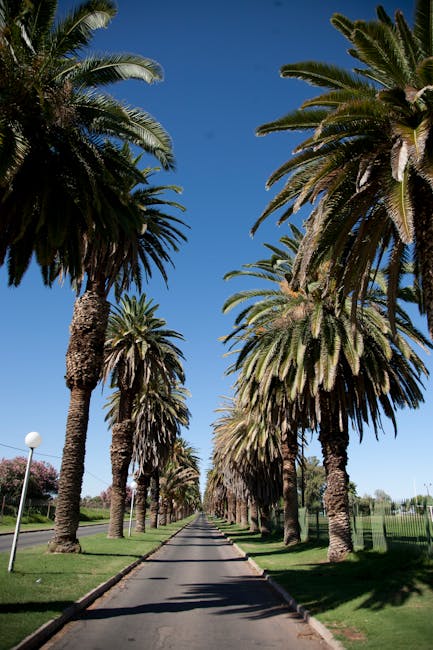 Palm‑lined avenue in Palermo