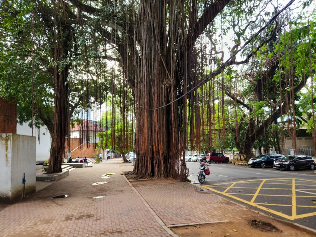 Locals sitting under the Ficus tree in Piazza Marina at evening