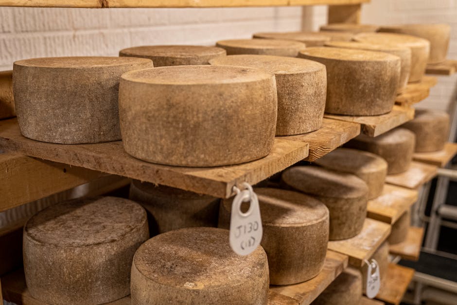 Runde Käselaibe reifen auf Holzregalen in einem Käselager in Matera