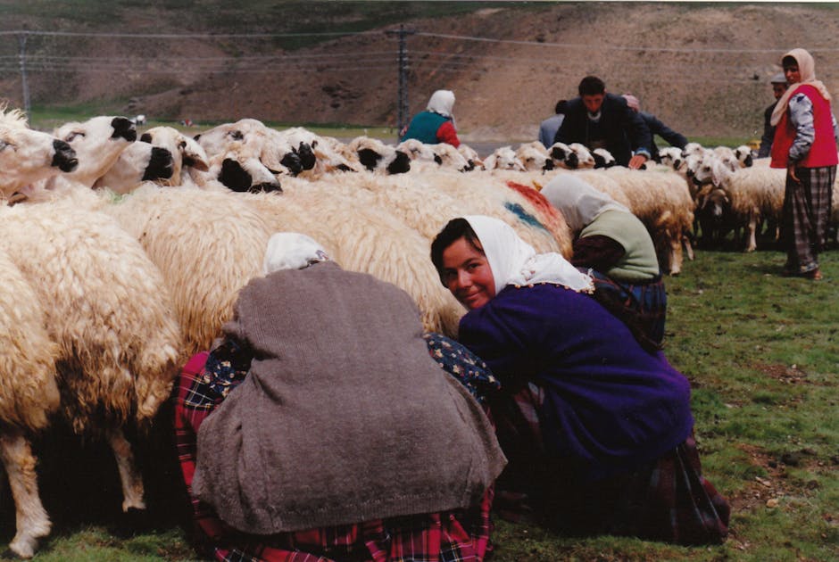 Bäuerinnen melken Schafe auf einer Weide, traditionelle Szene bei Matera