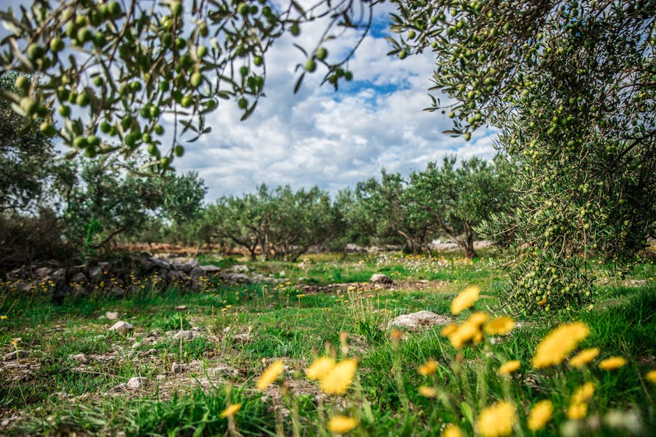 Olivenhain mit grünen Oliven und gelben Wiesenblumen bei Matera
