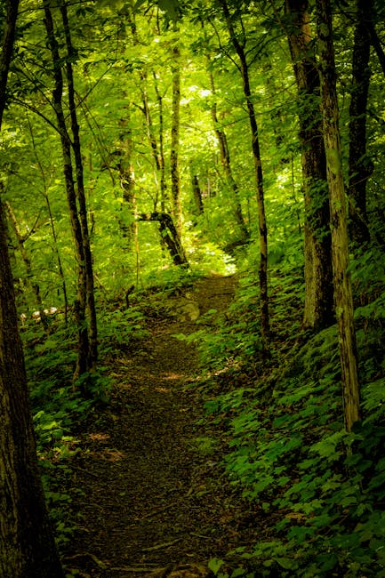 Sunlit wooded trail winding through green forest near Monte Grappa