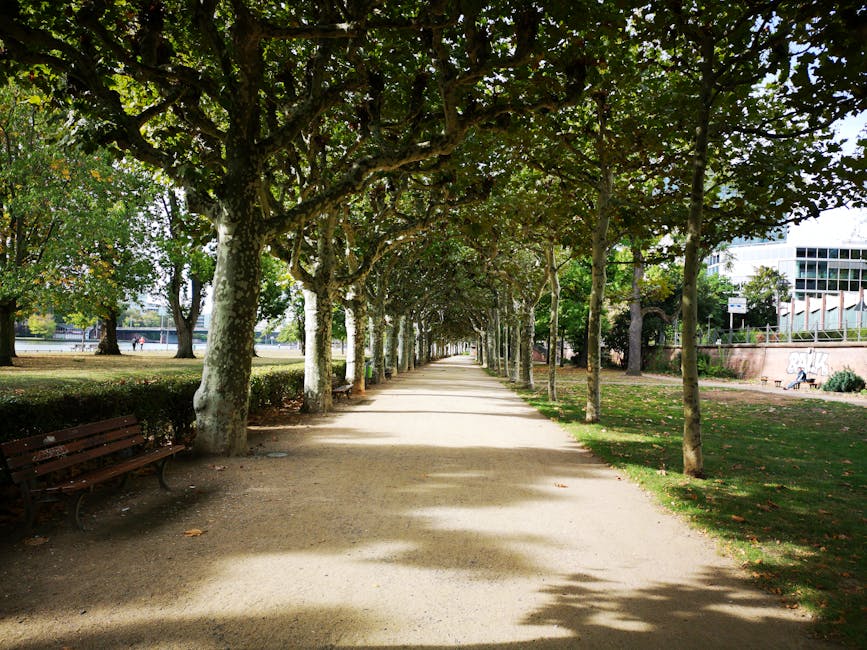 Viale alberato con panchine in un parco di Padova