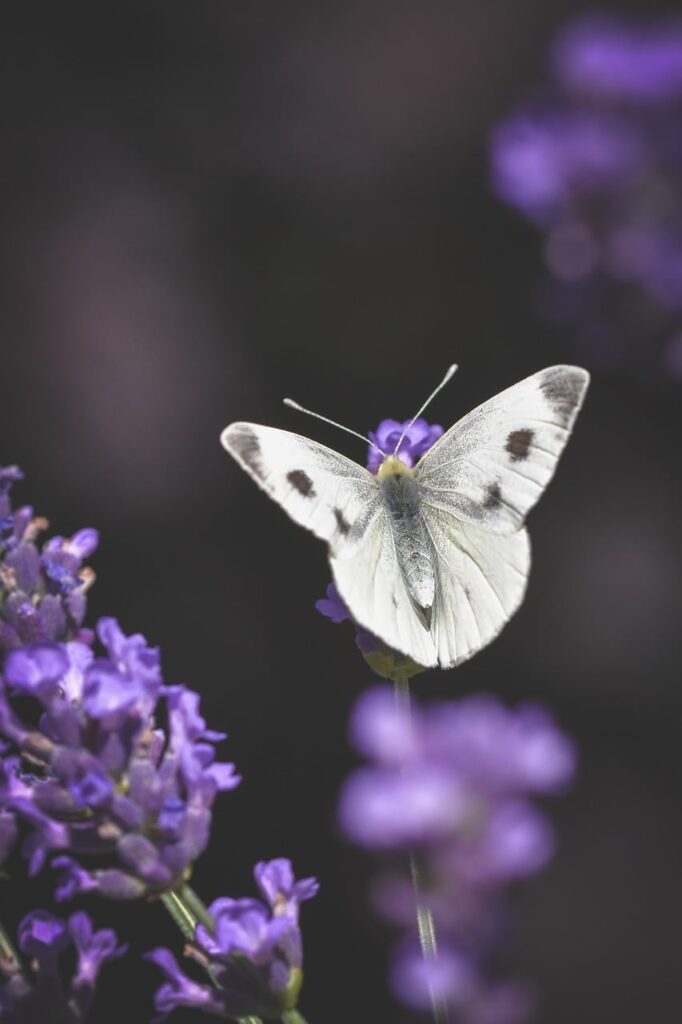 Primo piano di cespugli di lavanda in un piccolo giardino a Padova