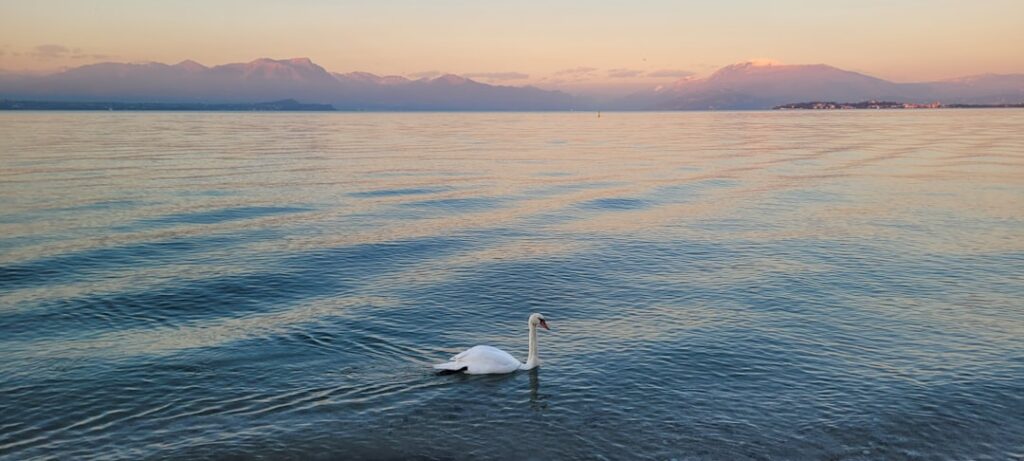 Desenzano del Garda harbour sunrise