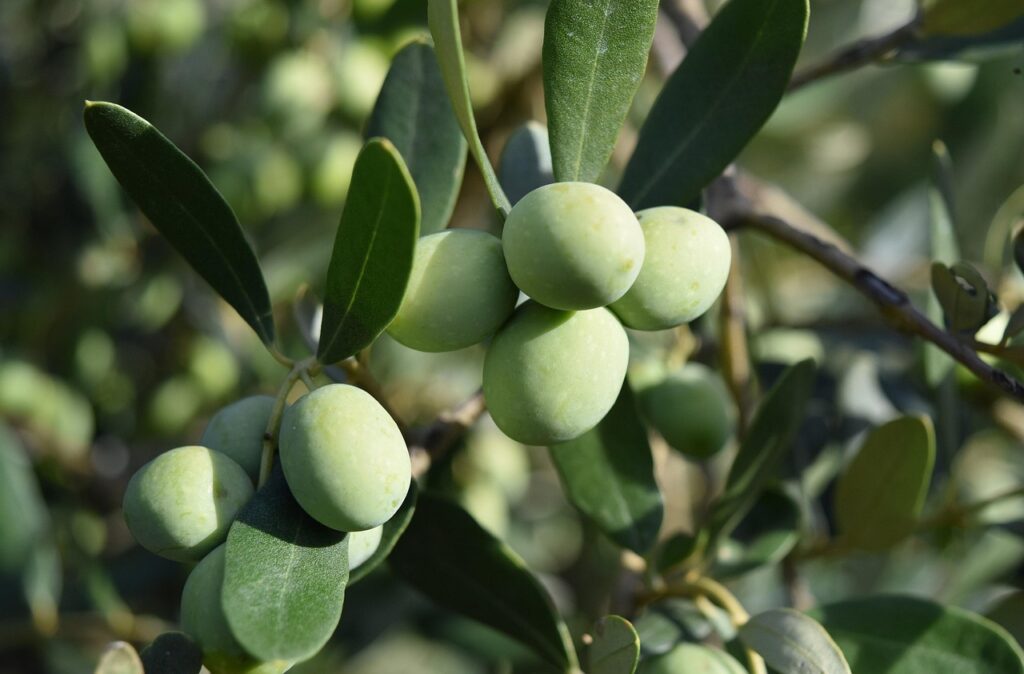 Dettaglio di olive verdi su ramo con foglie, azienda biologica del Lago di Garda