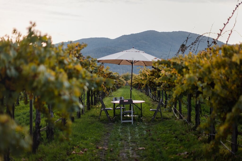 Schattentisch mit Stühlen zwischen Weinreben in einem sardischen Weinberg