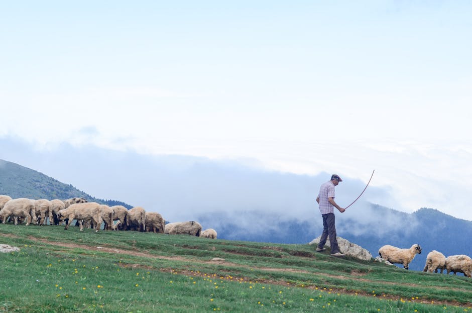 pastore in montagna con gregge
