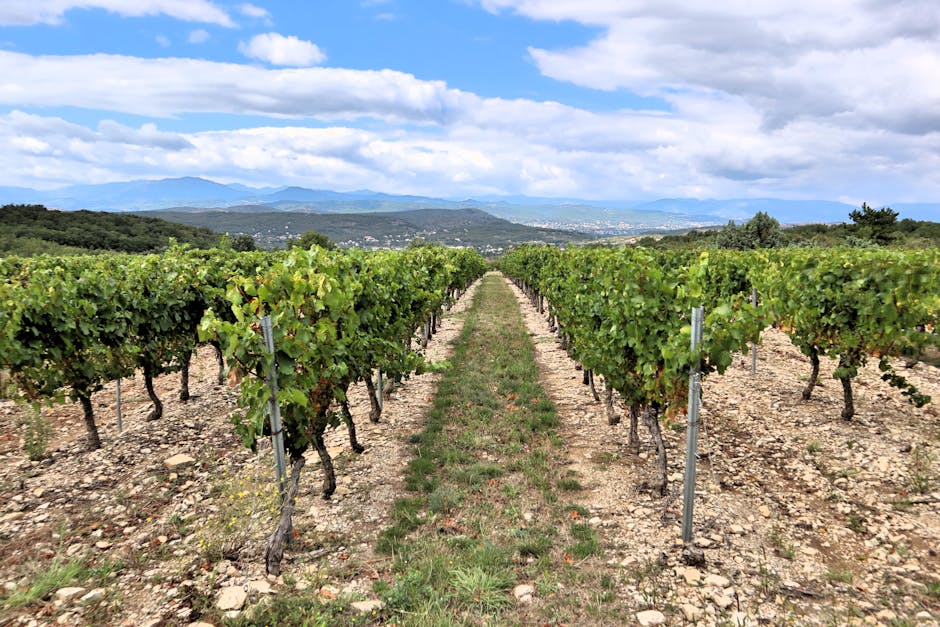 Rangées de vignes sur sol pierreux, panorama de la Sardaigne
