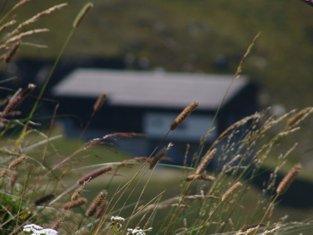 fiori di montagna in un prato alpino